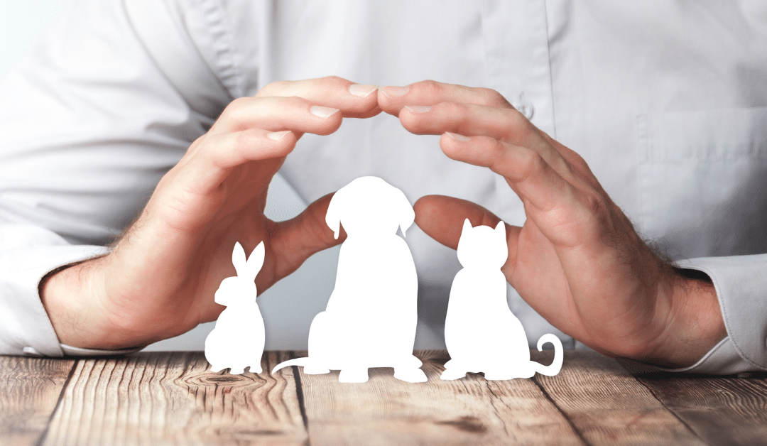 Pet Insurance in Spain Information