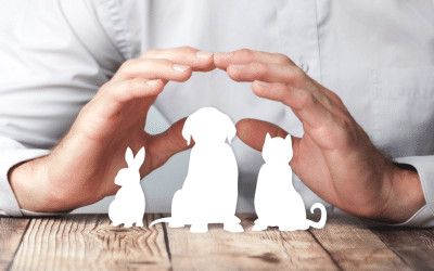 Pet Insurance in Spain