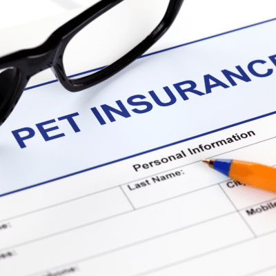 Pet Insurance in Spain