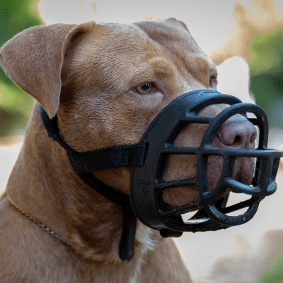 Pitbull with muzzle, type of dog that needs insurance in Spain