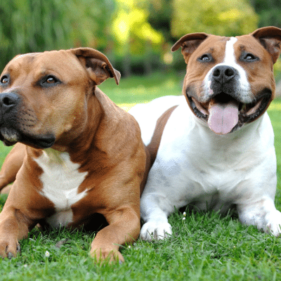 Potentially dangerous dogs that would need pet insurance in Spain