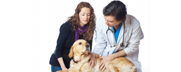 Dog with owner and vet for pet insurance spain