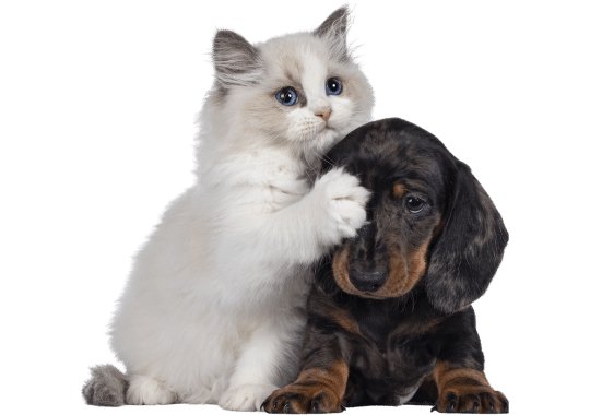 Pet Insurance Spain - the image shows a dog and a cat