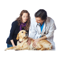 Pet insurance Spain - vet and owner with dog